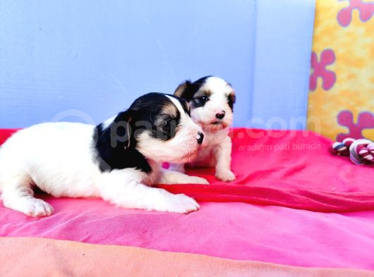 Gerçek Orji̇nal Morkie Yavrular İstanbul Köpek Çiftliğinde görsel