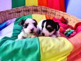 Gerçek Orji̇nal Morkie Yavrular İstanbul Köpek Çiftliğinde