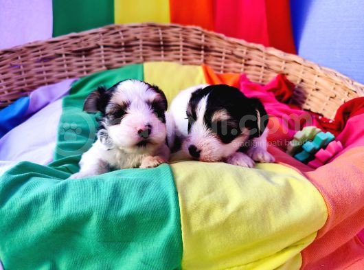 Gerçek Orji̇nal Morkie Yavrular İstanbul Köpek Çiftliğinde görsel