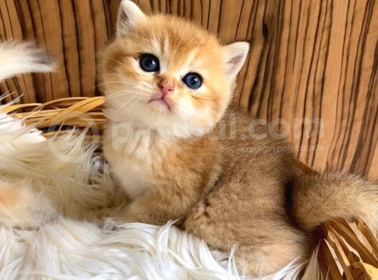 British Shorthair Golden Yavrular