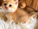 British Shorthair Golden Yavrular
