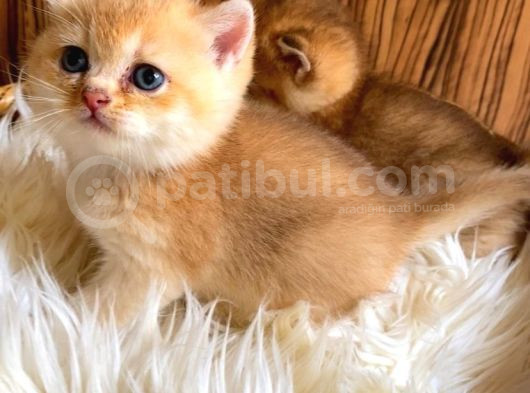 British Shorthair Golden Yavrular görsel