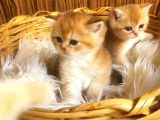 British Shorthair Golden Yavrular