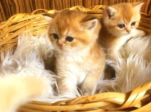 British Shorthair Golden Yavrular görsel