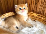 British Shorthair Golden Yavrular