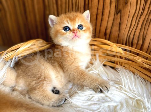 British Shorthair Golden Yavrular görsel