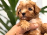 Minik Maltipoo Bebeklerim