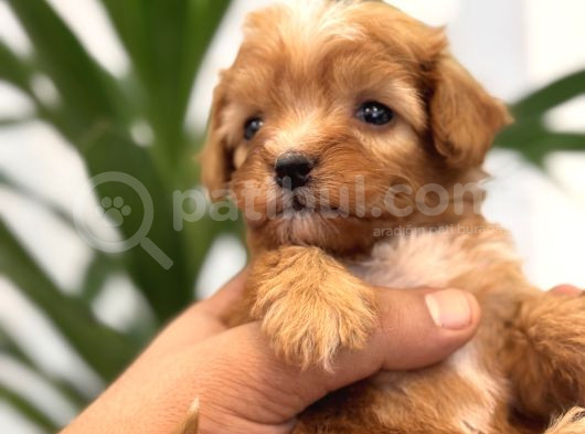 Minik Maltipoo Bebeklerim görsel