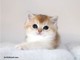 Safkan ve şecereli British Shorthair golden