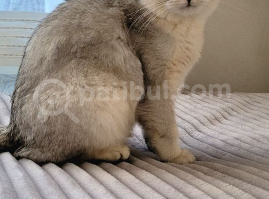 Scottish Straight Golden görsel