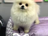 Yetişkin Sağlıklı Ayı Surat Pomeranian Boo Yavrumuz