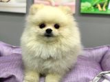Yetişkin Sağlıklı Ayı Surat Pomeranian Boo Yavrumuz