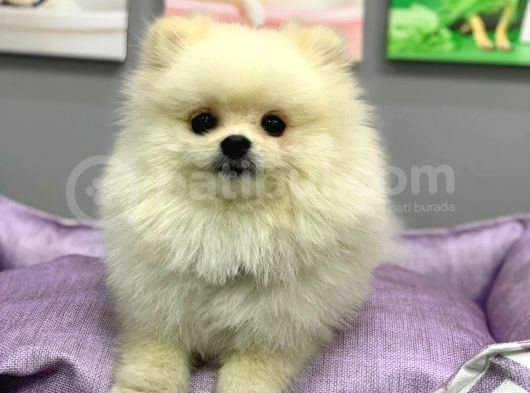 Yetişkin Sağlıklı Ayı Surat Pomeranian Boo Yavrumuz görsel