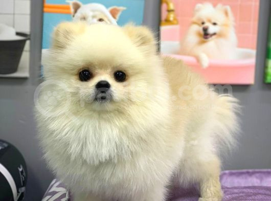 Yetişkin Sağlıklı Ayı Surat Pomeranian Boo Yavrumuz
