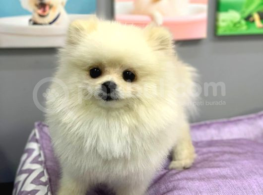 Yetişkin Sağlıklı Ayı Surat Pomeranian Boo Yavrumuz görsel