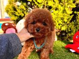 Kore Kan Poodle Yavru