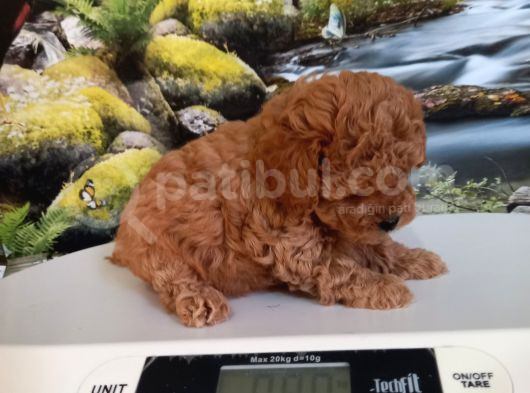 Çok Tatlı Dişi Teacup Poodle görsel