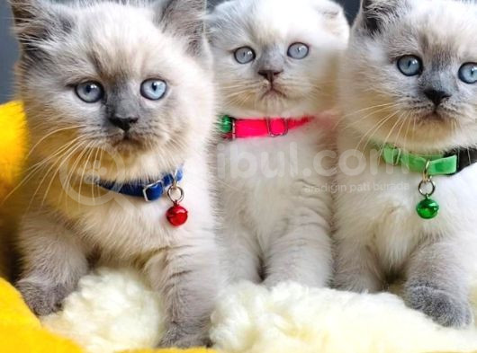 Show Kalite Maviş Bluepoınt Brıtısh Shorthair görsel
