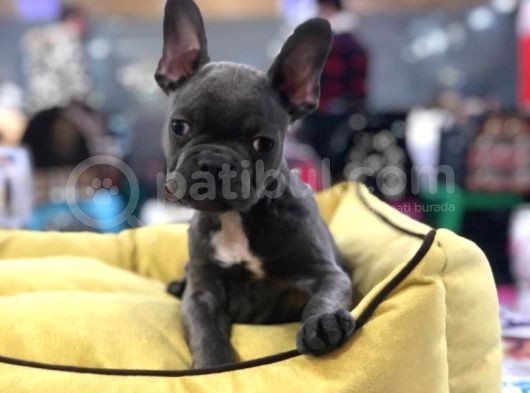 Blue Tan Fransiz Bulldog Ori̇ji̇nal Garanti̇li̇ görsel
