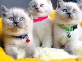 Show Kalite Maviş Bluepoınt Brıtısh Shorthair