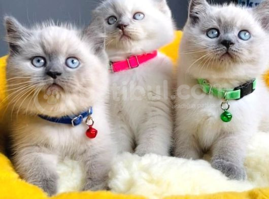 Show Kalite Maviş Bluepoınt Brıtısh Shorthair görsel