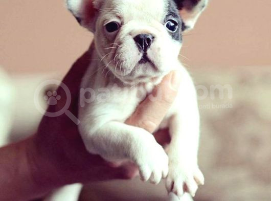 Blue Tan Fransiz Bulldog Ori̇ji̇nal Garanti̇li̇