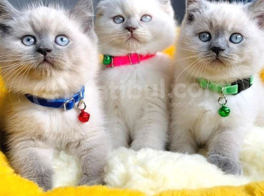 Show Kalite Maviş Bluepoınt Brıtısh Shorthair