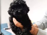 Orginal Toy Poodle Yavruları