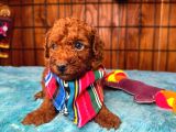 En Zeki Apartman Köpeği A Secereli Toy Poodle