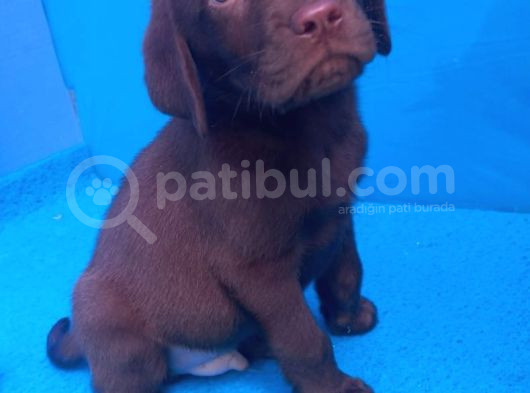 Ori̇ji̇nal Labrador Yavrularimiz Candostumda