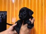 Koyu Çikolata Ve Siyah Renklerde Labrador Retriever
