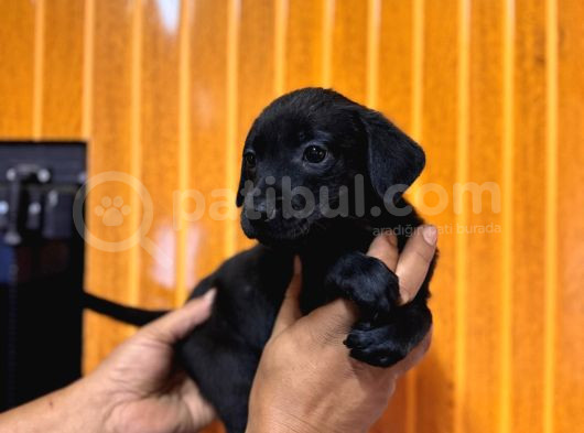 Koyu Çikolata Ve Siyah Renklerde Labrador Retriever görsel
