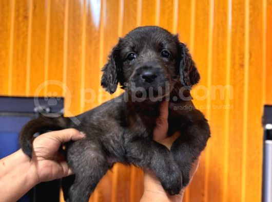 Koyu Çikolata Ve Siyah Renklerde Labrador Retriever