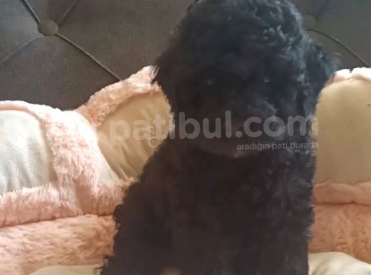 Orginal Toy Poodle Yavruları görsel