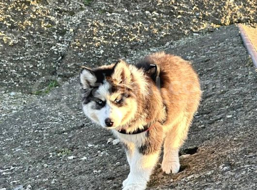 Safkan Husky Bebekler görsel
