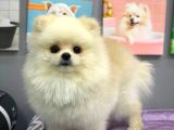 ORJİNAL TEACUP POMERANİAN BOO 1 YAŞINDA ERKEK