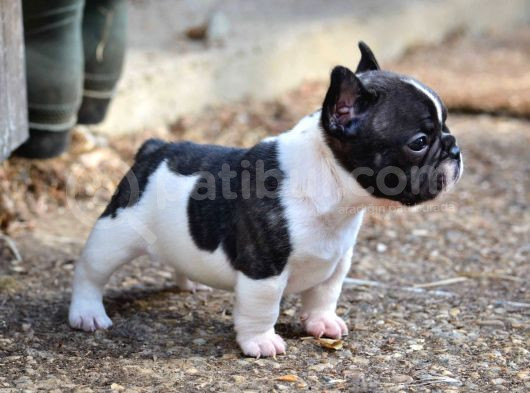 Blue Tan Fransiz Bulldog Ori̇ji̇nal Garanti̇li̇ görsel