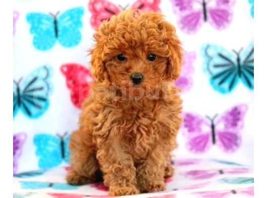 Kıpkırmızı Red Tooy Poodle Sevimli Yavrular 