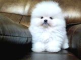 Pomerrian boo yavrularımız Sevimli Yavrular 