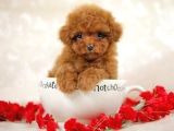 Kıpkırmızı Red Tooy Poodle Sevimli Yavrular 