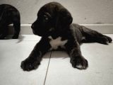 Cane Corsa Bebekler