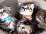 BRITISH SHORTHAİR  SCOTTISH FOLD GOLDEN YAVRULAR