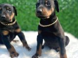 Klasik Ve Kızıl Estetikli Ve Estetiksiz Doberman Yavrularım