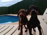 Irk Garantili Klasik ve Kızıl DOBERMAN