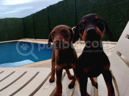 Irk Garantili Klasik Ve Kızıl Doberman