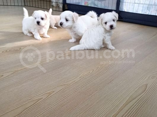 Sifir Numara  Saf Kan Maltese Yavrularim