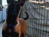 UST DUZEY SAF KAN MALINOIS YAVRULARIM
