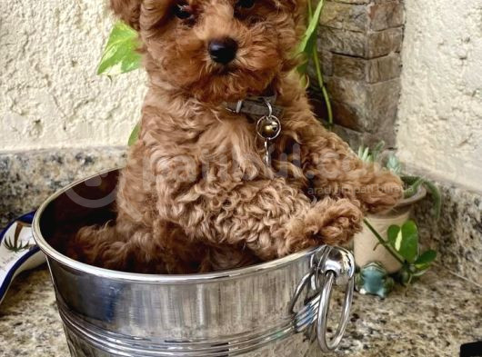 Mini Boy Puppy Kıpkırmızı Red Tooy Poodle  görsel
