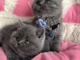 Ayı Suratlı Blue Brıtısh Shorthair Bebeklerim