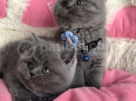 Ayı Suratlı Blue Brıtısh Shorthair Bebeklerim görsel